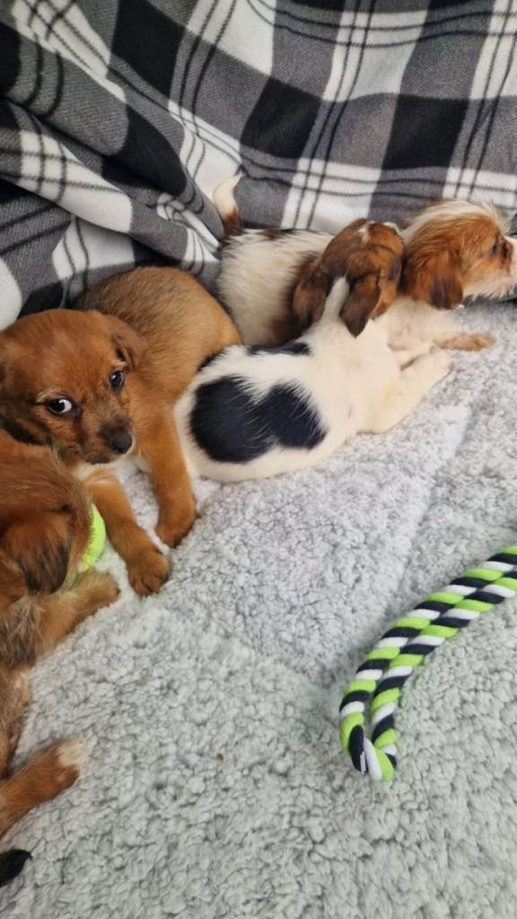 Jack Russell puppies