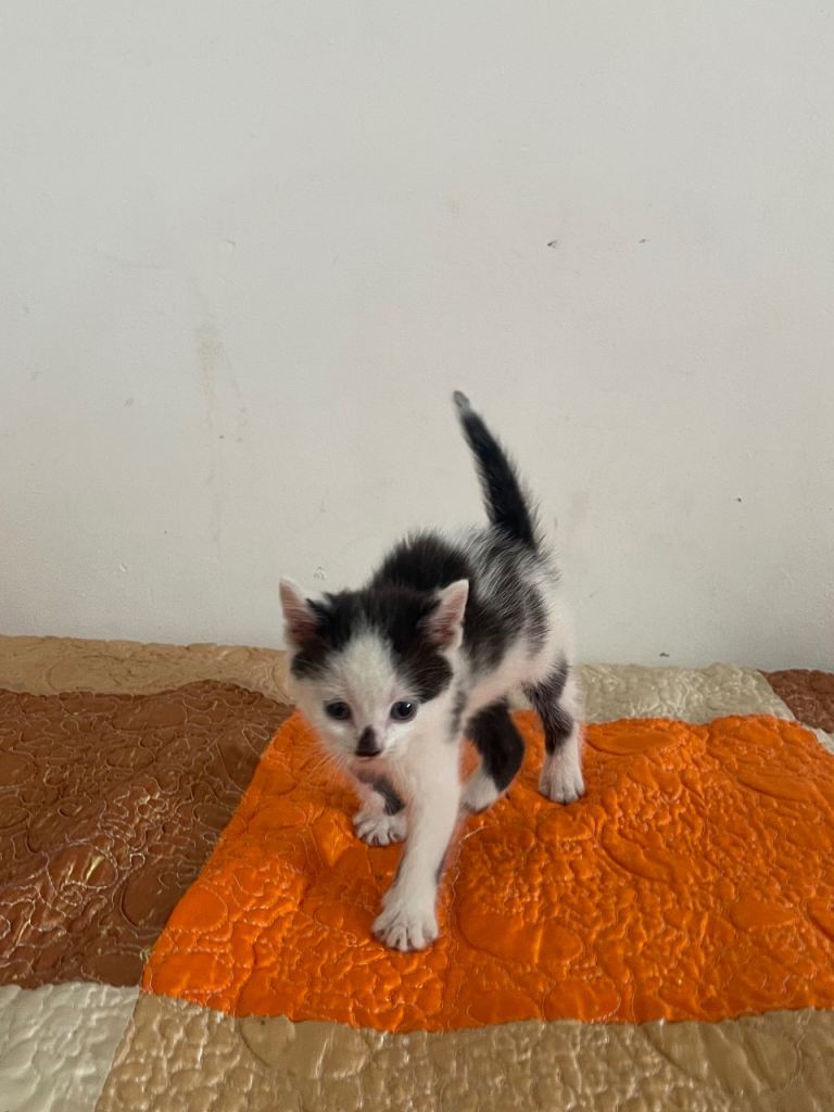 very friendly tuxedo kitten looking for a loving home
