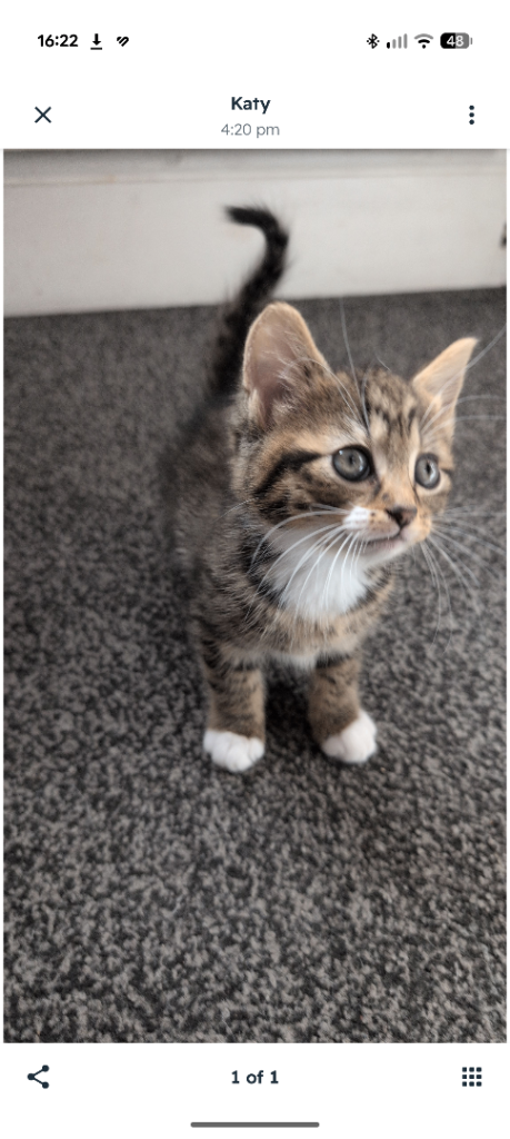 Tabby kitten