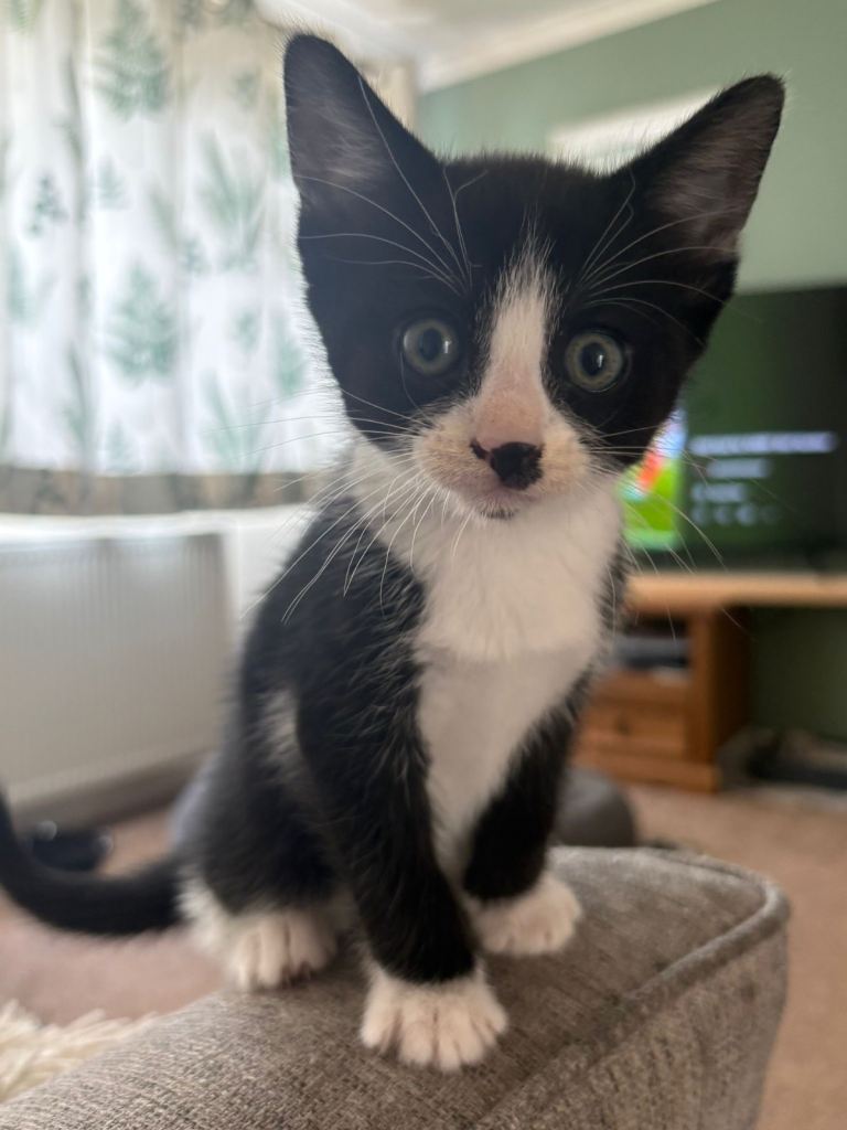 Black and white kittens £80 all black kitten £100