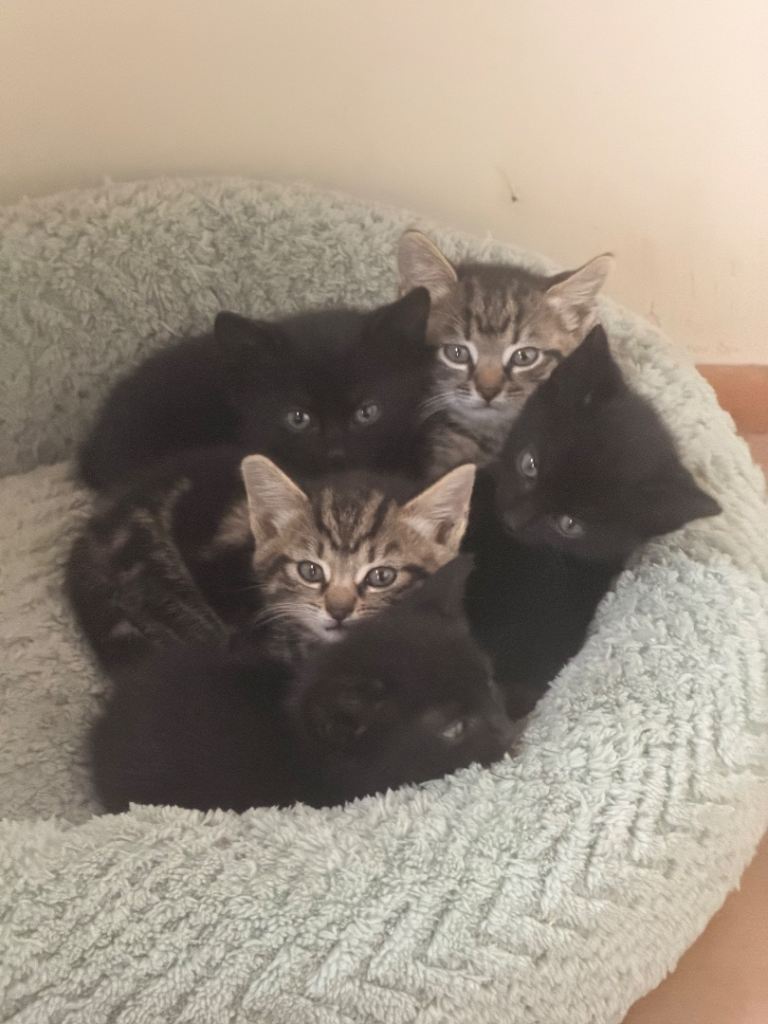 Beautiful friendly kittens for sale 