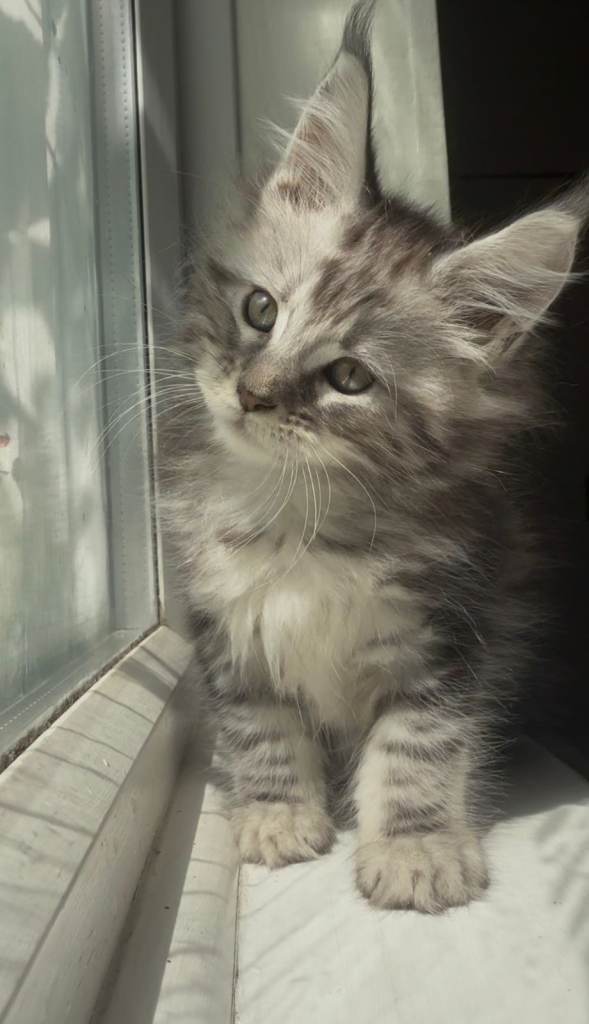 TICA Maine Coon Kittens