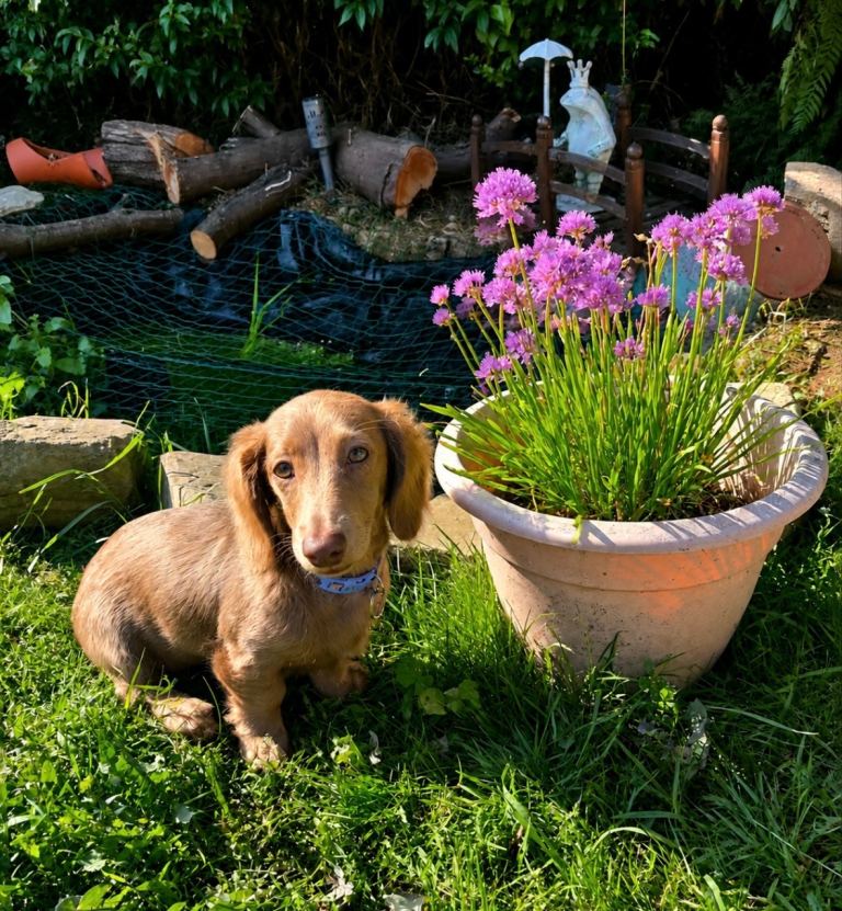 Adorable Long-Haired Dachshund Puppy