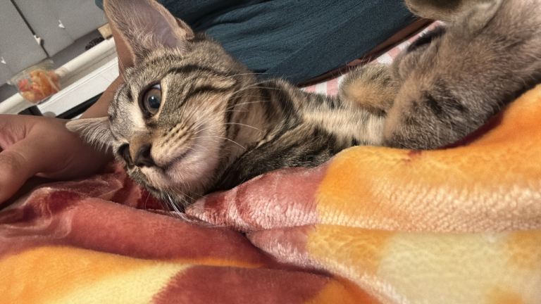 Beautiful tabby kitten 