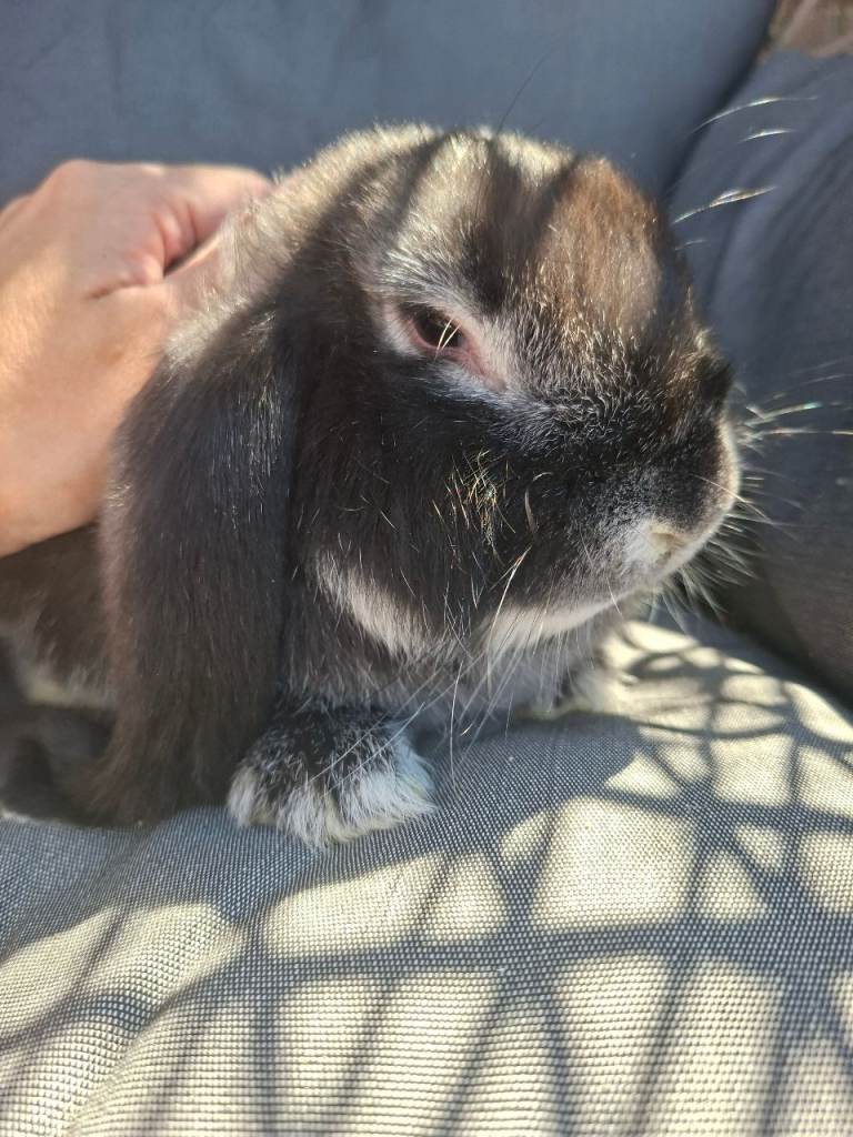 Vaccinated baby french lop doe