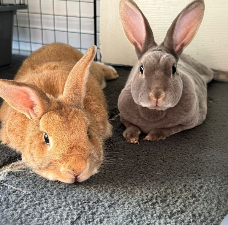 2 Lovely 5-Year-Old Rabbits Looking for a New Home 🐰🐰
