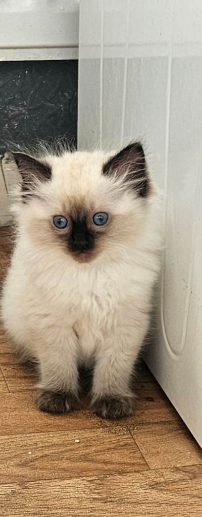 Ragdoll kittens 