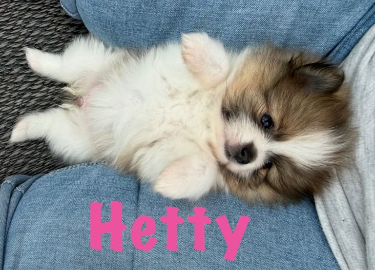 Pomeranian Puppies Ready To Reserve Now