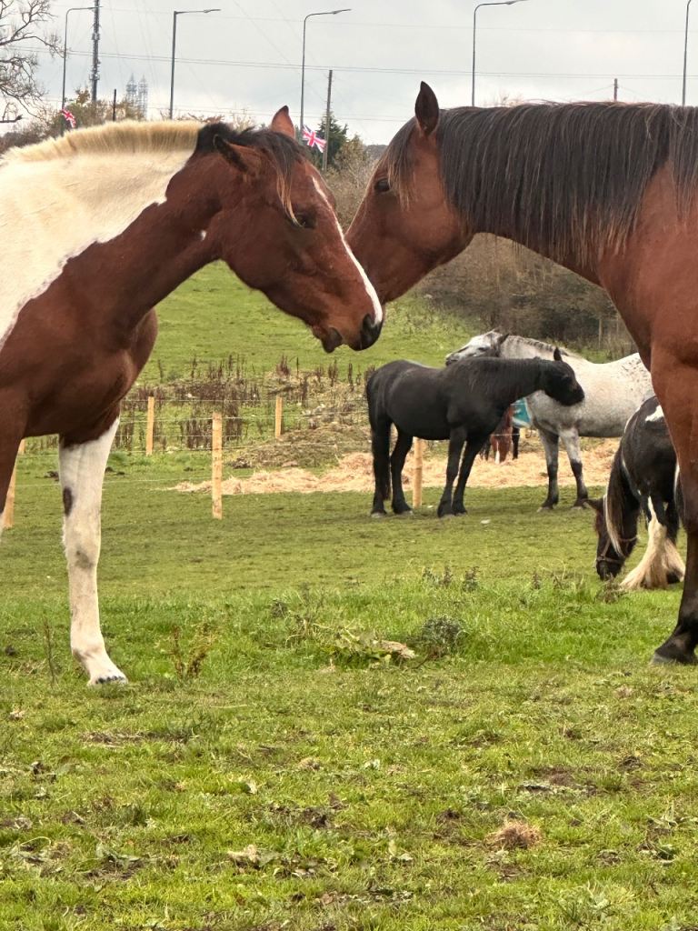 2-3 Livery Spaces Available – Leadgate Area