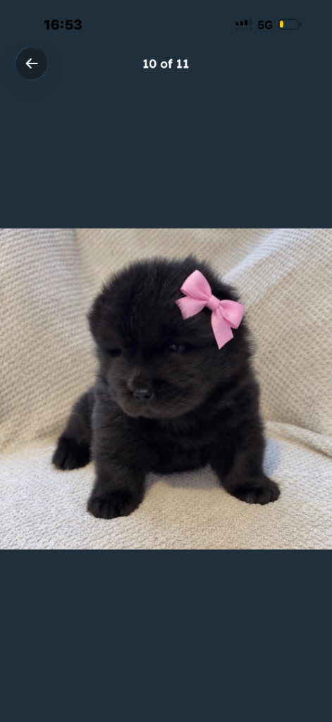 Chow chow 