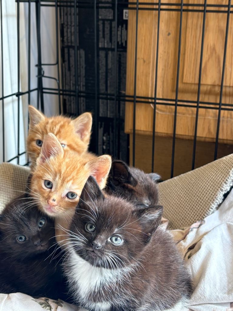 4 kittens