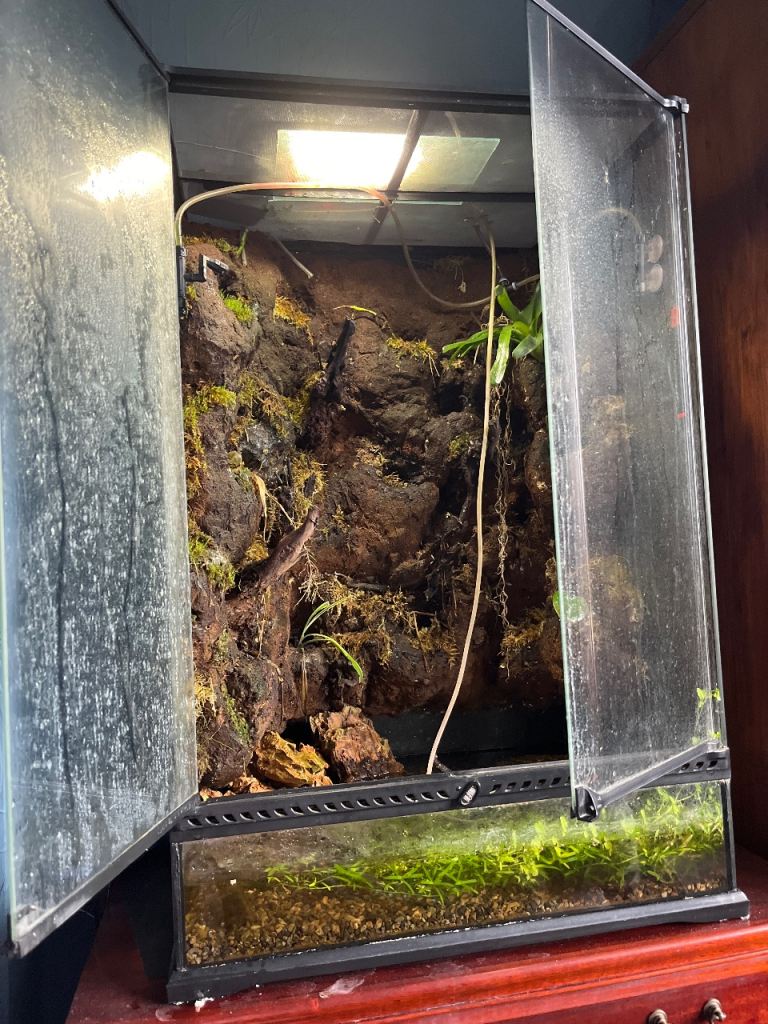 Large Paludarium with kit