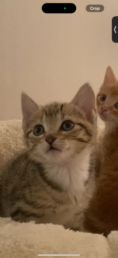 Shorthair Kitten with Starter Pack Included 