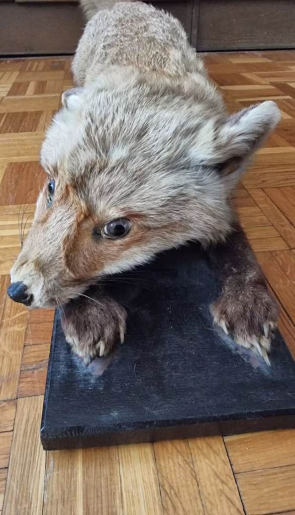 Taxidermy full size fox Super Cute Unusual 