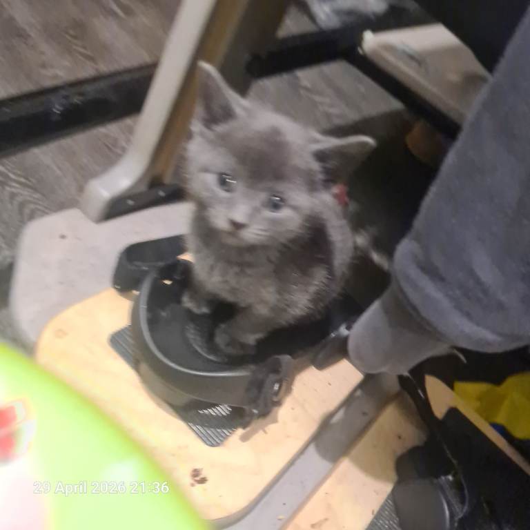 Kittens