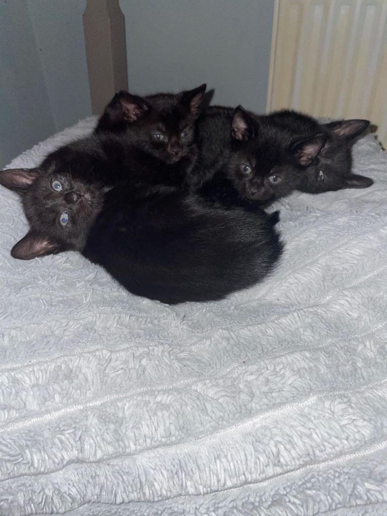 Kittens 