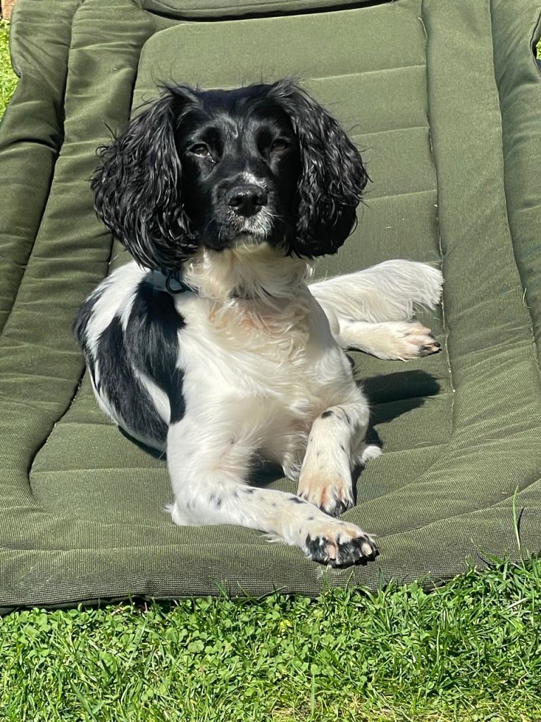 English springer spaniel 