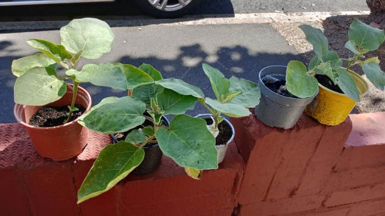 3 Indian variety aubergine 🍆 plant well established plant
