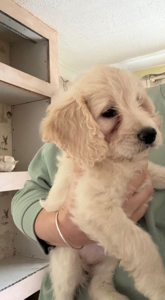 F1 cockapoo puppies 