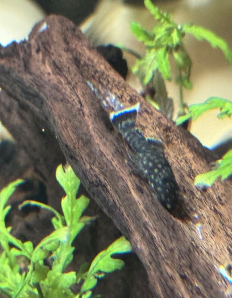 Young Bristlenose Plecos 
