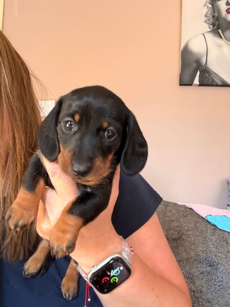 Last 2 Miniature dachshund 