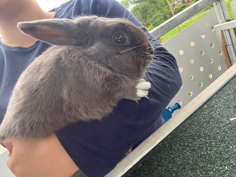 Rabbit 
