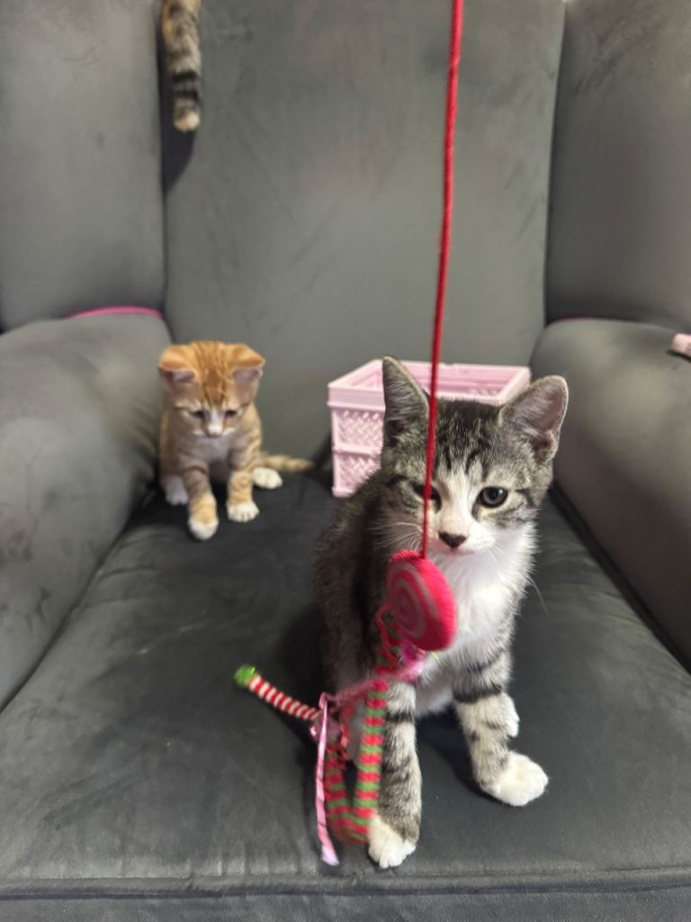 Two kittens 