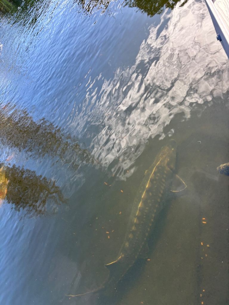 Diamond Back Sturgeon 
