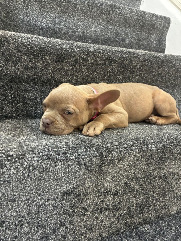 Pocket bully 