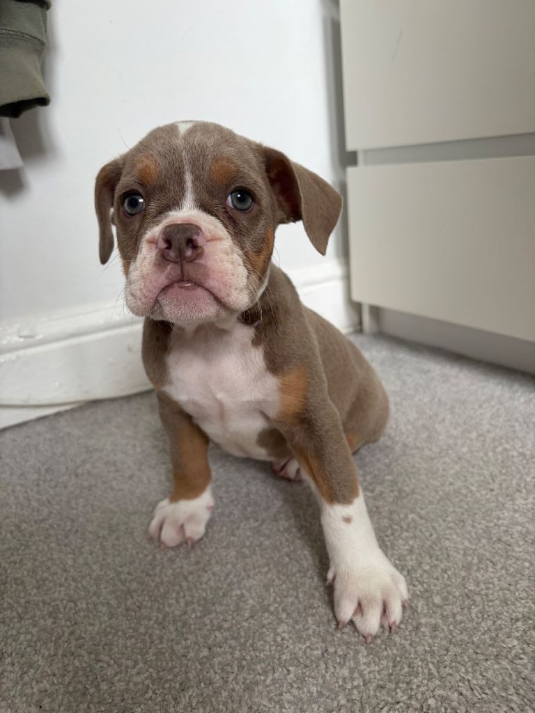Olde English puppies 