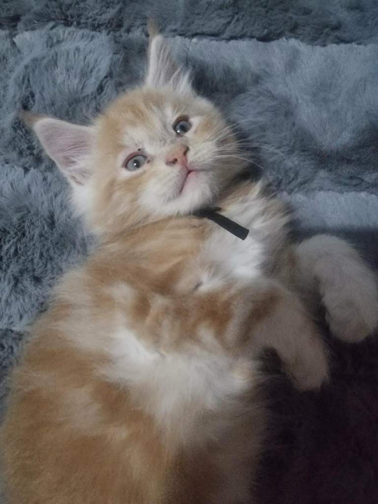 1 Left Stunning mainecoon kittens available😍 