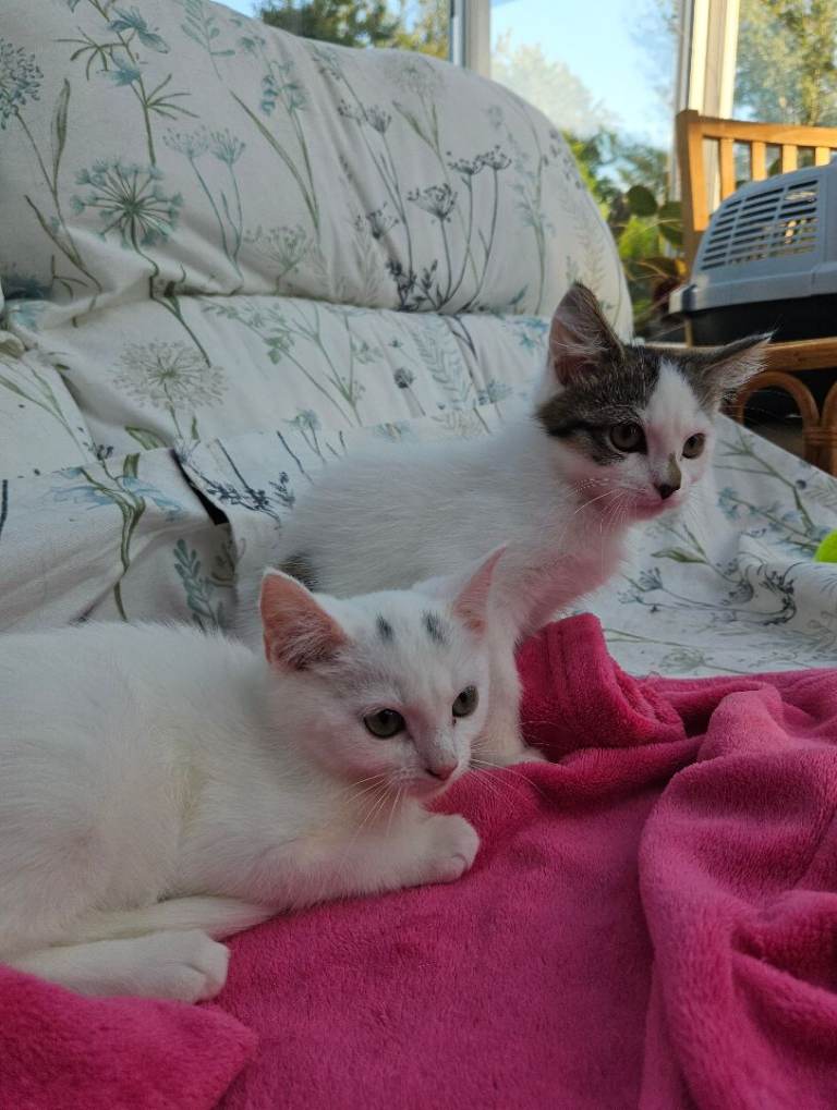 Female kittens cute friendly 14 weeks