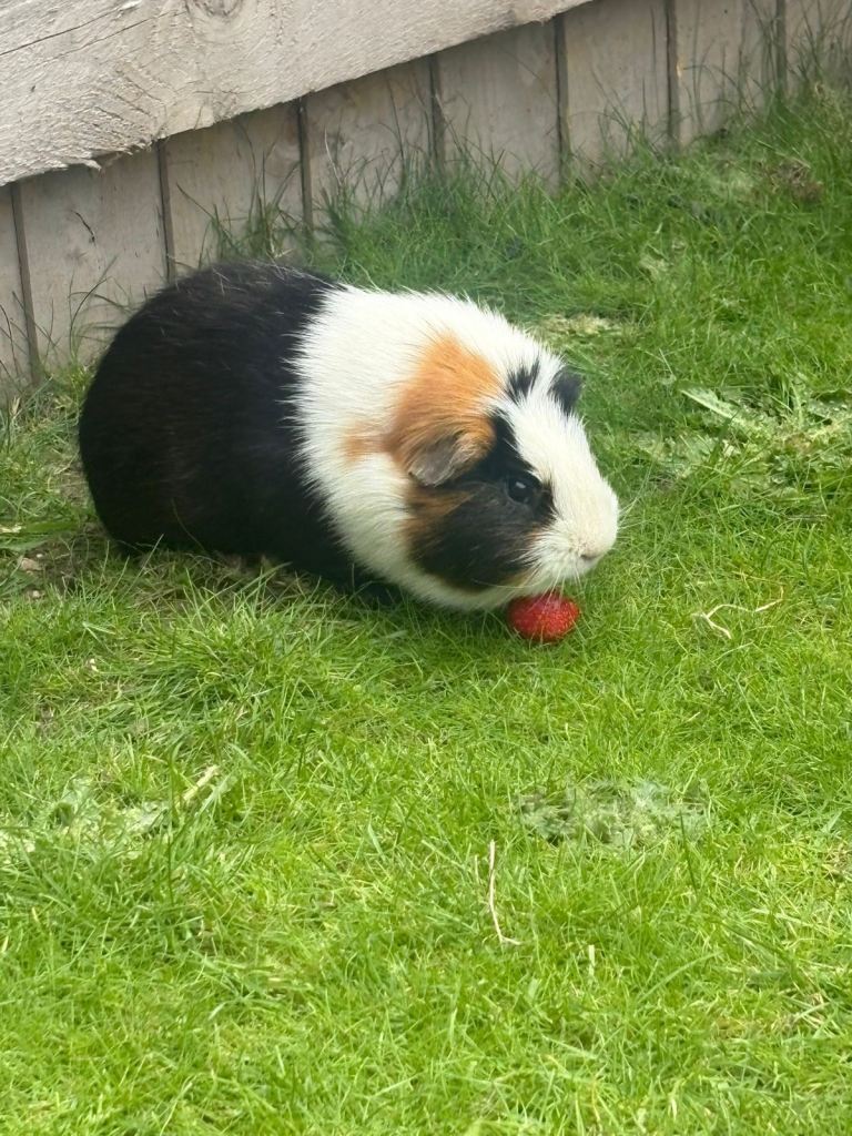 4 Male Guinea Pigs 