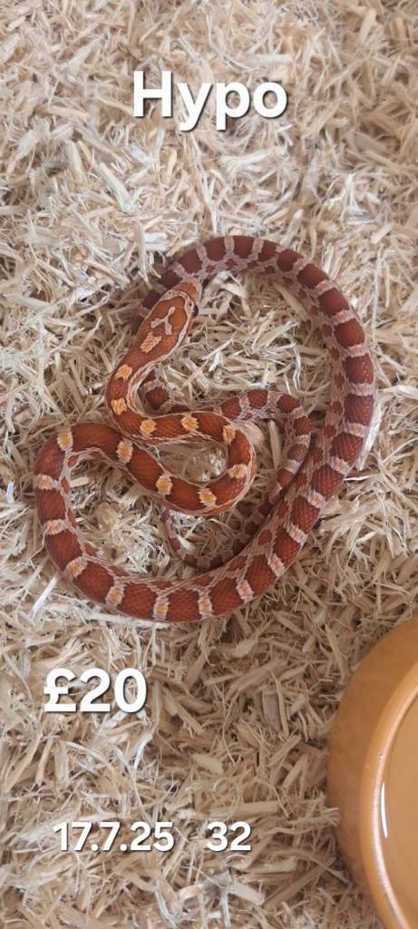  LAST 1!! Various Corn Snakes for sale