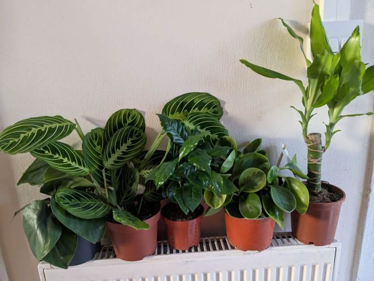 5 super Healthy Plant for £25