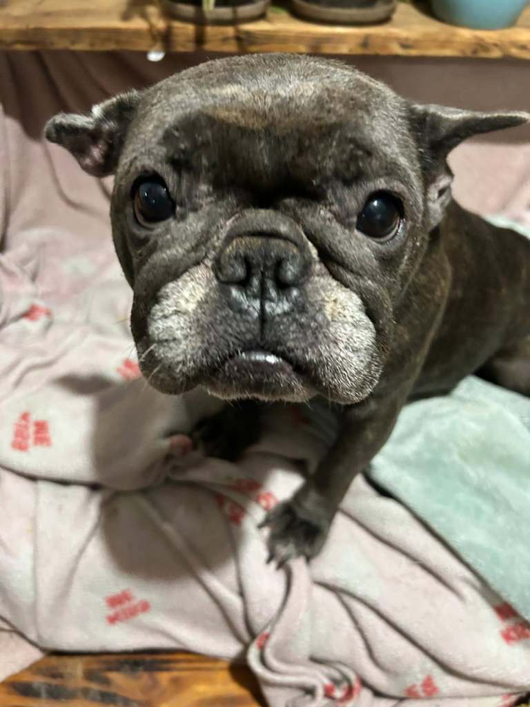 French Bulldog 3 year old Girl Unneutered