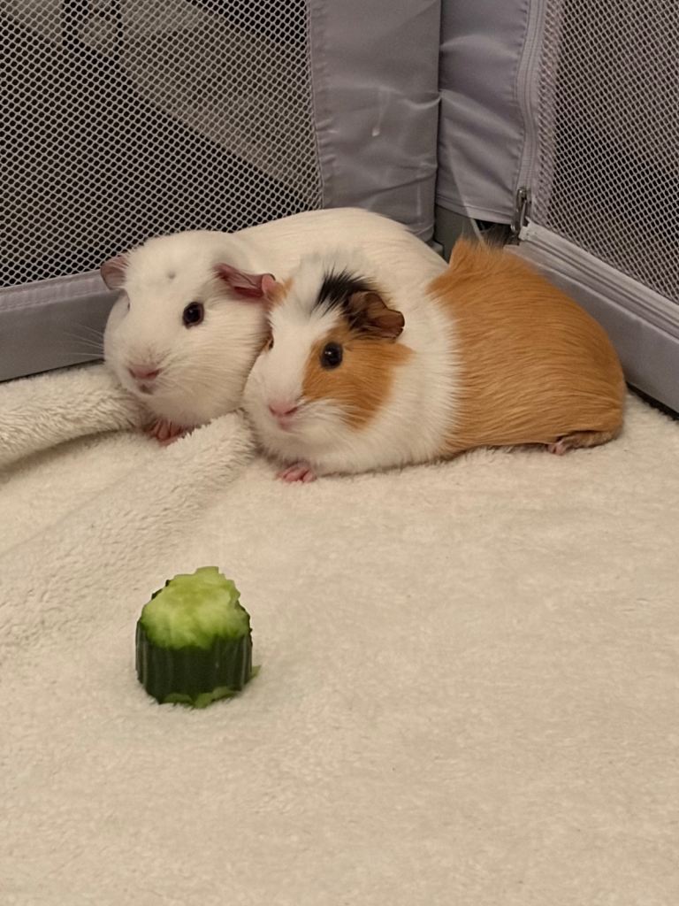 2 male guinea pigs 