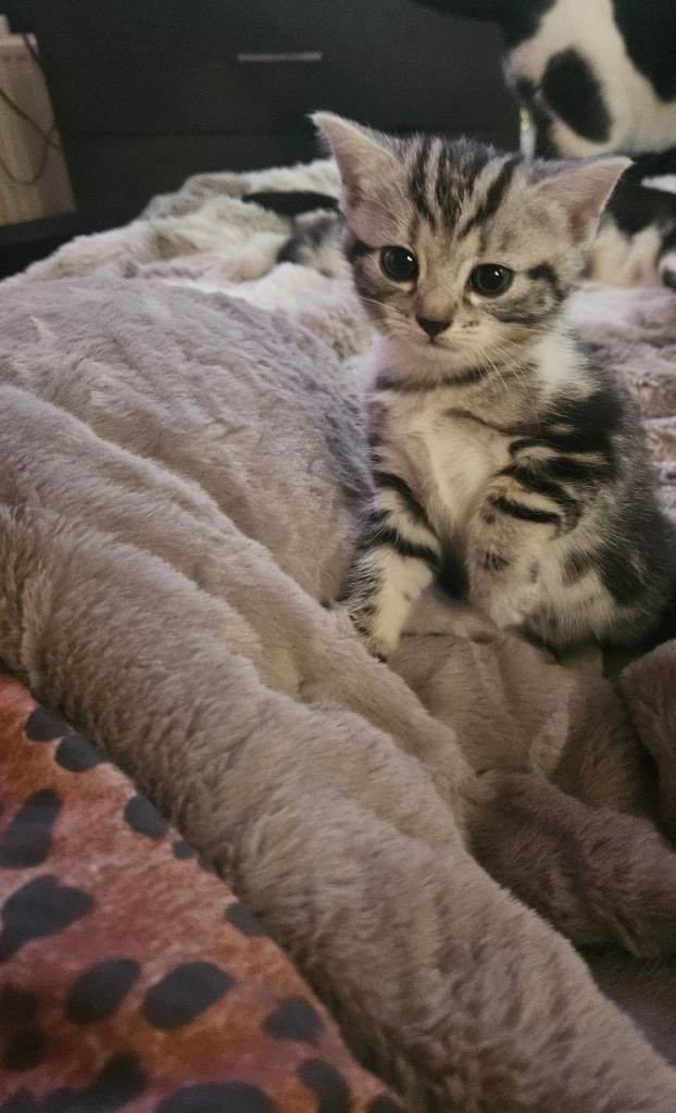 Beautiful kittens 