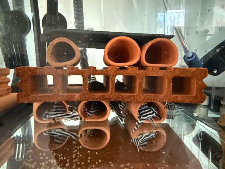 Zebra Pleco adults group of 8/ l236sw 6 to 7cm