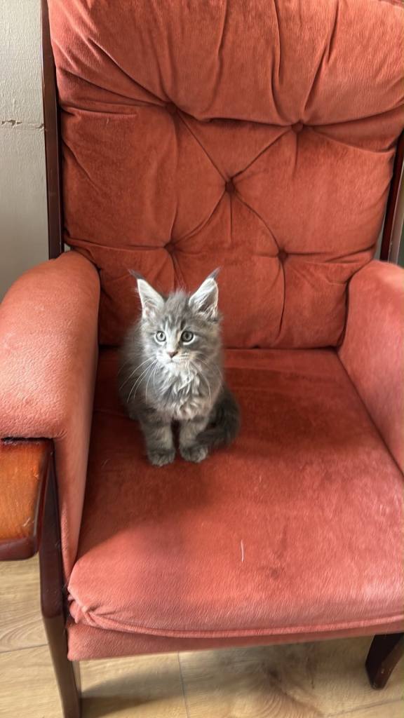 Maine coon