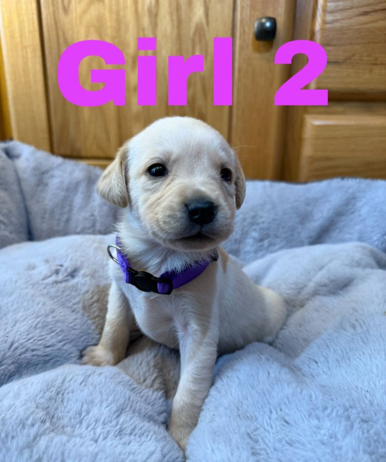 Lovely Purebred Labrador Puppies