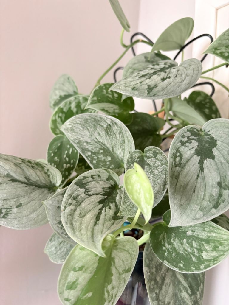 Plants, tropical house plants some rare. See prices 