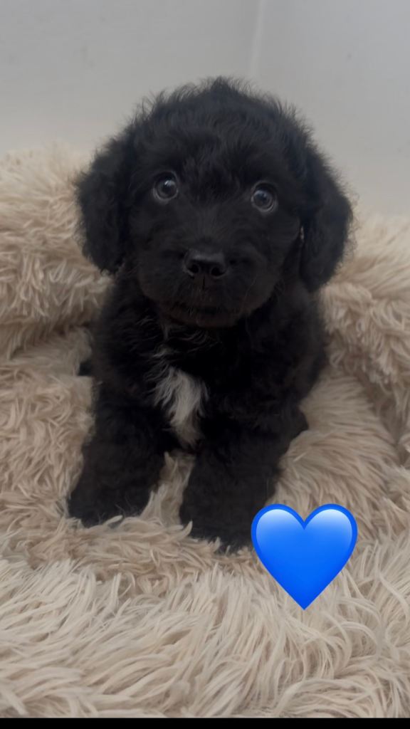 Jackapoo puppies have had both vaccines 
