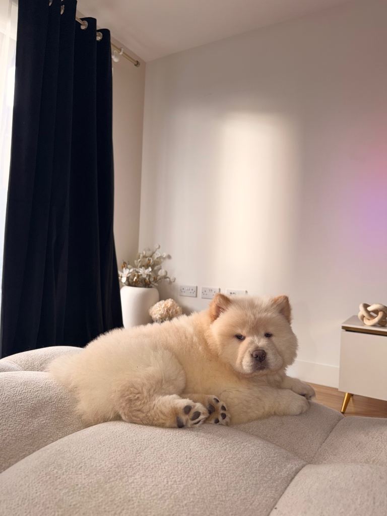 Chow chow puppy KC Registered 