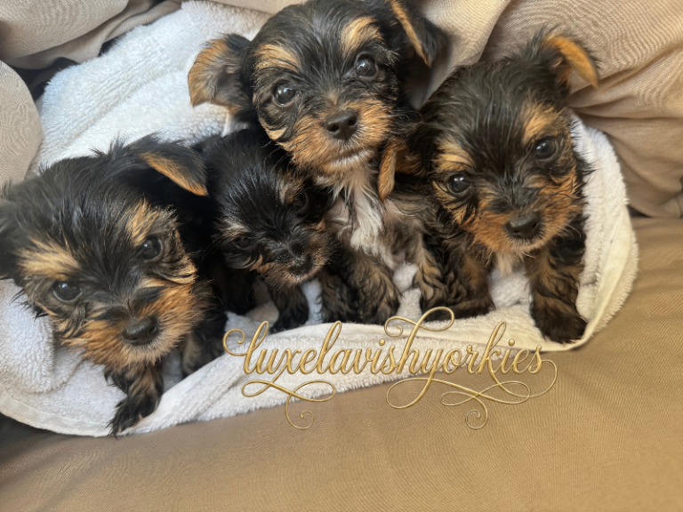 Beautiful Mini Yorkshire Terrier Boys 