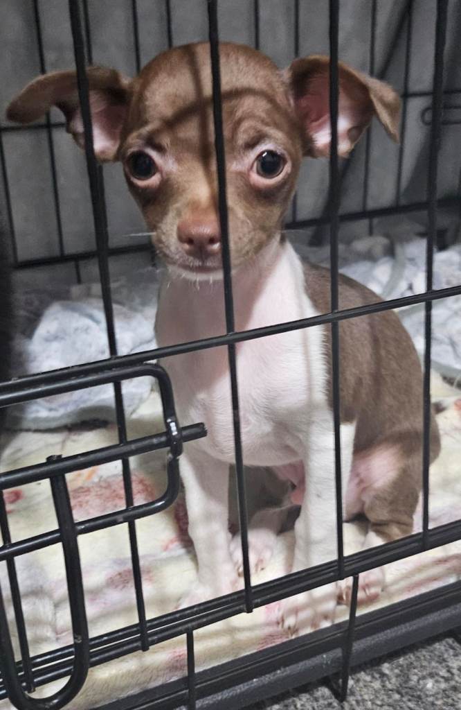 Chihuahua puppys