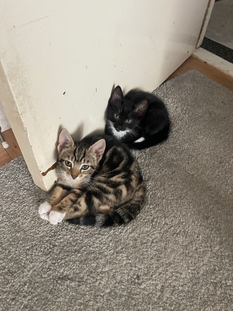 X3 kittens 
