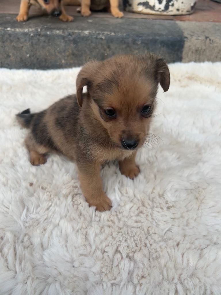 Pomchi puppies for sale