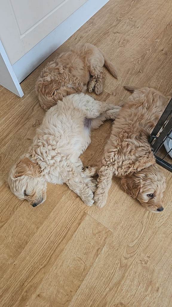 Last Mini Goldendoodle Girl for sale