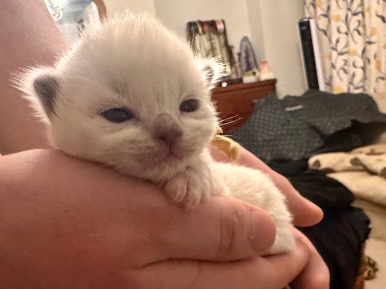TICA Champion Ragdoll Kittens - brought up in family and used to dogs
